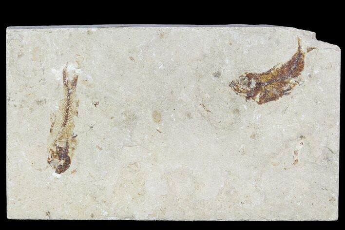 Two Cretaceous Fossil Fish (Armigatus) - Lebanon #110843